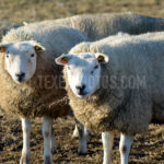 Texel Sheep / Schapen 08