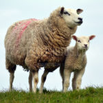 Texel Sheep / Schaap 06