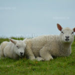 Little Lambs / Lammetjes 08