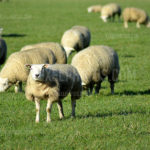 Texel Sheep / Schapen 07