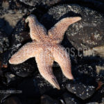Starfish / Zeester 01