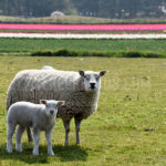 Little lambs / lammetjes 03