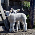 Little Lambs / Lammetjes 06