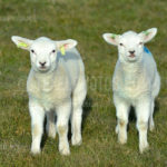 Little Lambs / Lammetjes 11