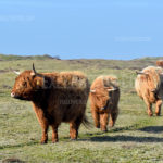 Highland Cows / Schotse Hooglanders 03