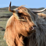 Highland Cows / Schotse Hooglanders 01