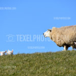 Texel Sheep / Schapen 11